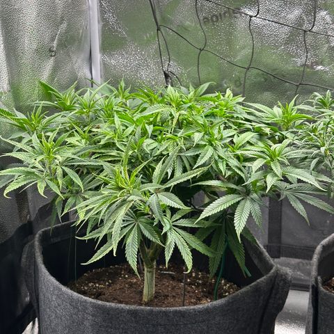 Pineapple Express 🍍 growlog timeline photo