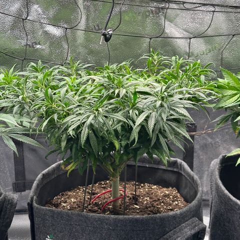 Lemon Cherry Gelato 🍋🍒 growlog timeline photo