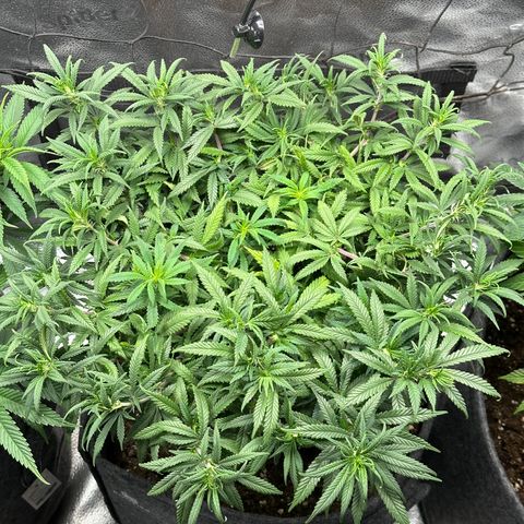 Lemon Cherry Gelato 🍋🍒 growlog timeline photo