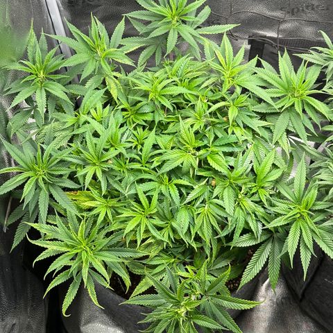 Pineapple Express 🍍 growlog timeline photo