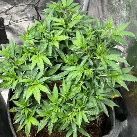 Watermelon Zkittlez 🍉🍭 growlog timeline photo