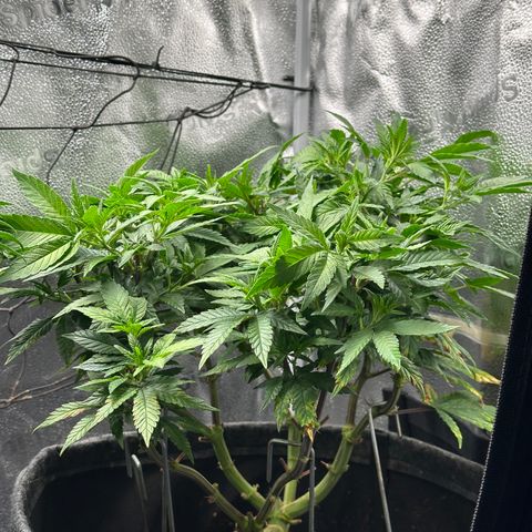 Watermelon Zkittlez 🍉🍭 growlog timeline photo