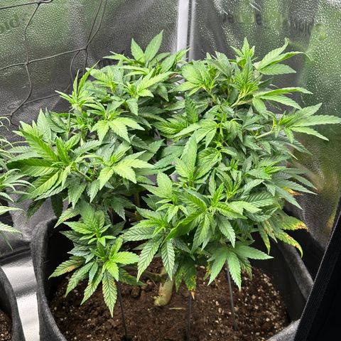 Watermelon Zkittlez 🍉🍭 growlog timeline photo