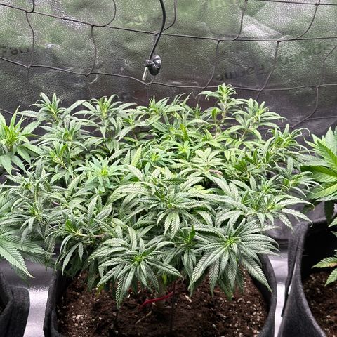 Lemon Cherry Gelato 🍋🍒 growlog timeline photo