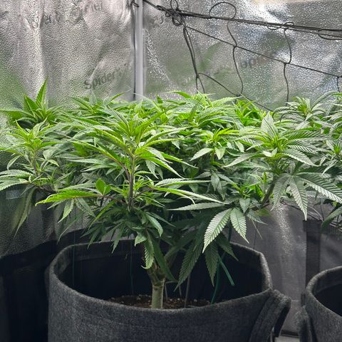 Pineapple Express 🍍 growlog timeline photo