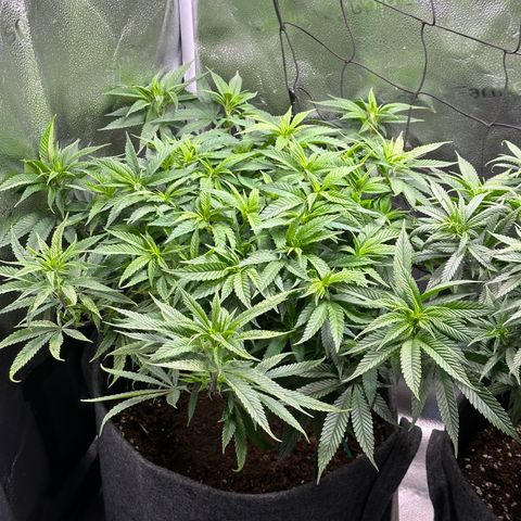 Pineapple Express 🍍 growlog timeline photo