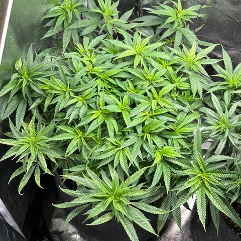 Pineapple Express 🍍 growlog timeline photo