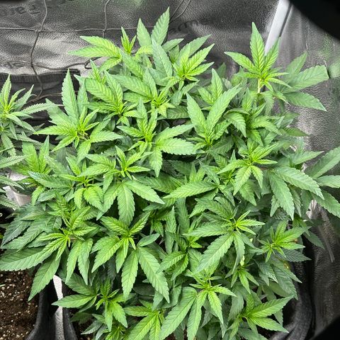 Watermelon Zkittlez 🍉🍭 growlog timeline photo