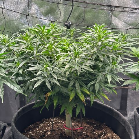 Lemon Cherry Gelato 🍋🍒 growlog timeline photo