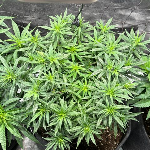 Lemon Cherry Gelato 🍋🍒 growlog timeline photo