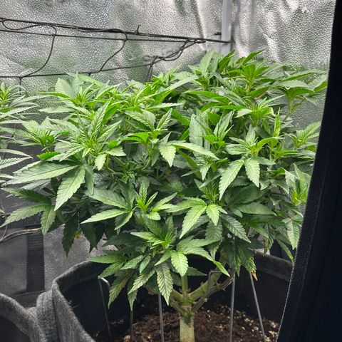 Watermelon Zkittlez 🍉🍭 growlog timeline photo