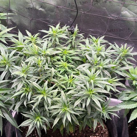 Lemon Cherry Gelato 🍋🍒 growlog timeline photo