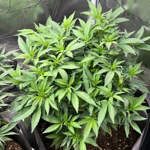 Watermelon Zkittlez 🍉🍭 growlog timeline photo