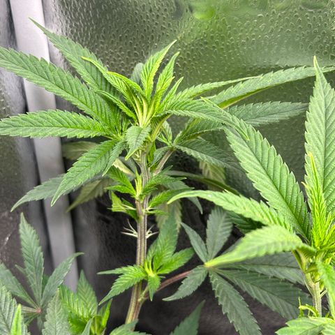 Pineapple Express 🍍 growlog timeline photo