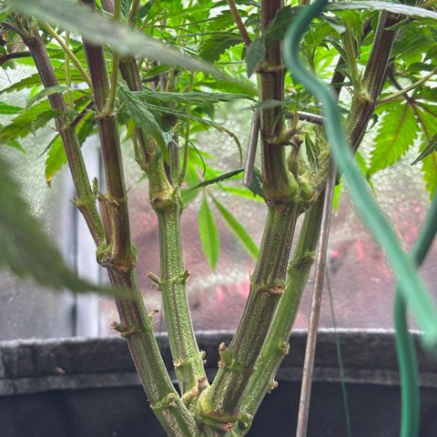 Pineapple Express 🍍 growlog timeline photo