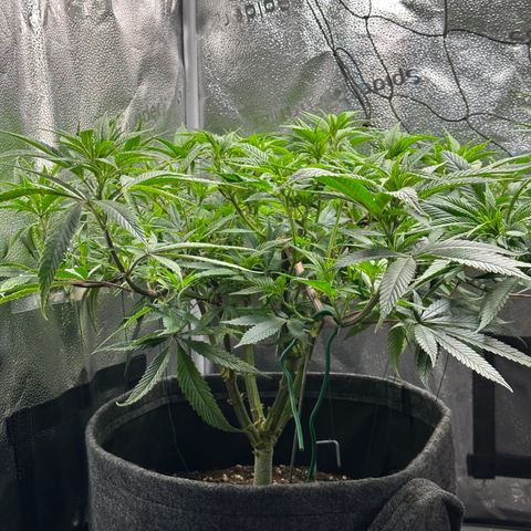 Pineapple Express 🍍 growlog timeline photo