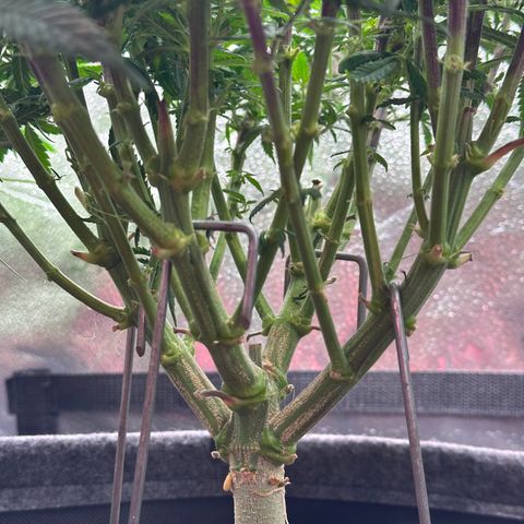 Lemon Cherry Gelato 🍋🍒 growlog timeline photo