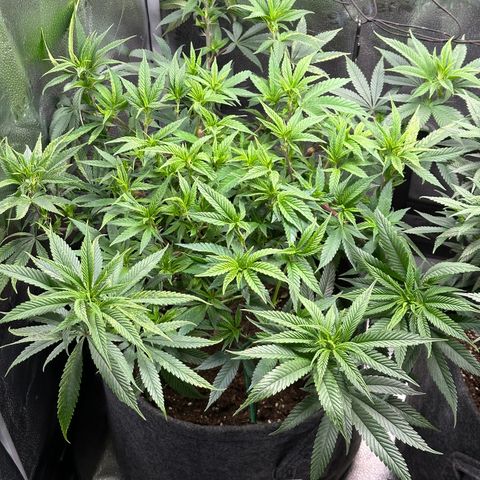 Pineapple Express 🍍 growlog timeline photo