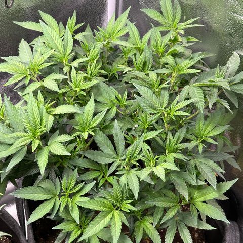 Watermelon Zkittlez 🍉🍭 growlog timeline photo