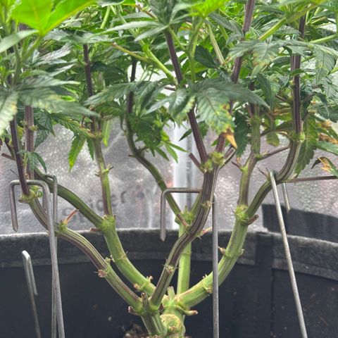 Watermelon Zkittlez 🍉🍭 growlog timeline photo