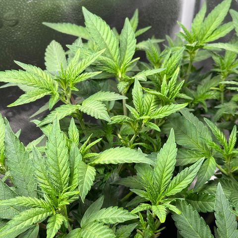 Watermelon Zkittlez 🍉🍭 growlog timeline photo