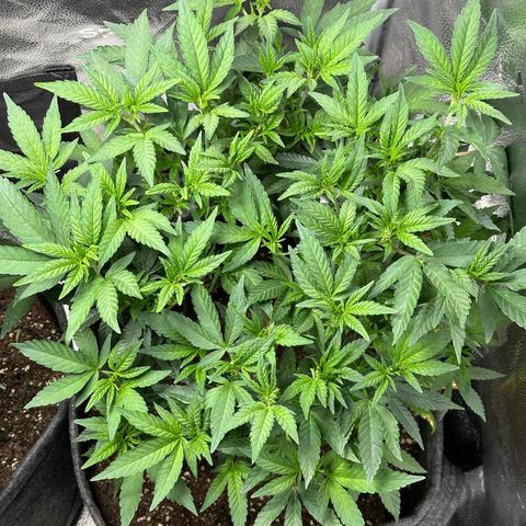 Watermelon Zkittlez 🍉🍭 growlog timeline photo