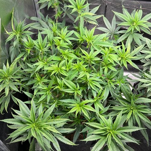 Pineapple Express 🍍 growlog timeline photo