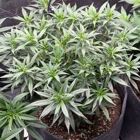 Lemon Cherry Gelato 🍋🍒 growlog timeline photo