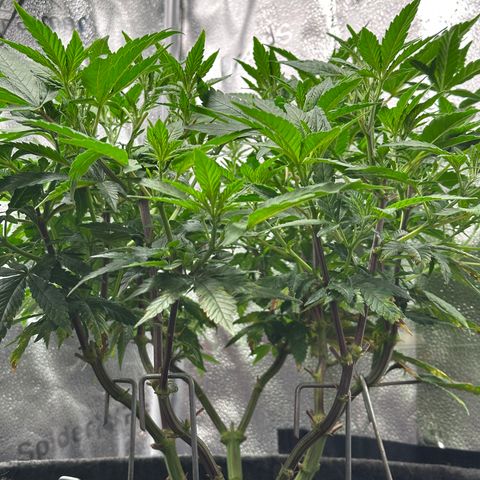 Watermelon Zkittlez 🍉🍭 growlog timeline photo