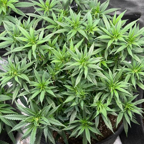Lemon Cherry Gelato 🍋🍒 growlog timeline photo
