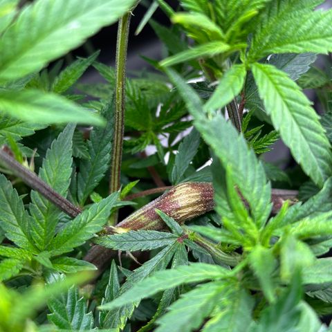 Pineapple Express 🍍 growlog timeline photo