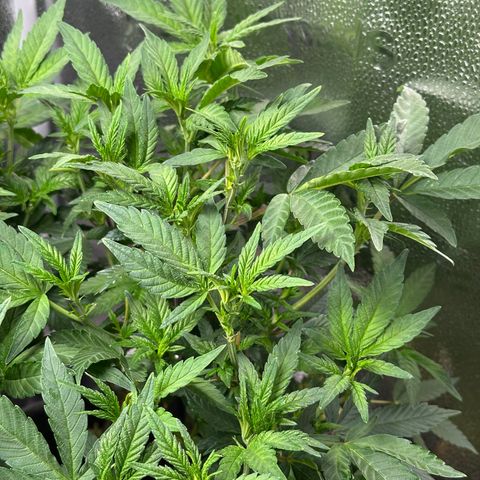 Watermelon Zkittlez 🍉🍭 growlog timeline photo