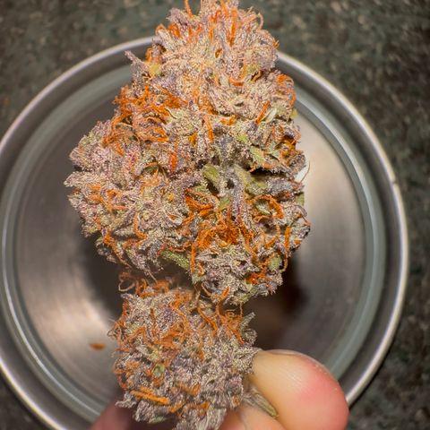 Mimosa Auto 🍊🥂 growlog timeline photo