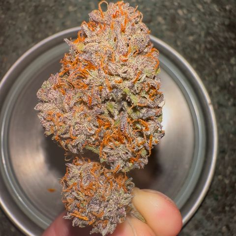 Mimosa Auto 🍊🥂 growlog timeline photo