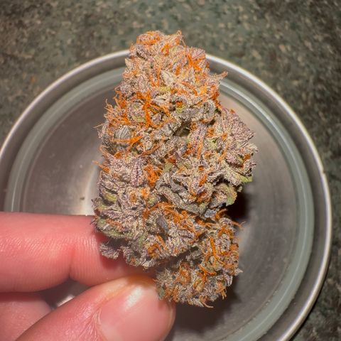 Mimosa Auto 🍊🥂 growlog timeline photo