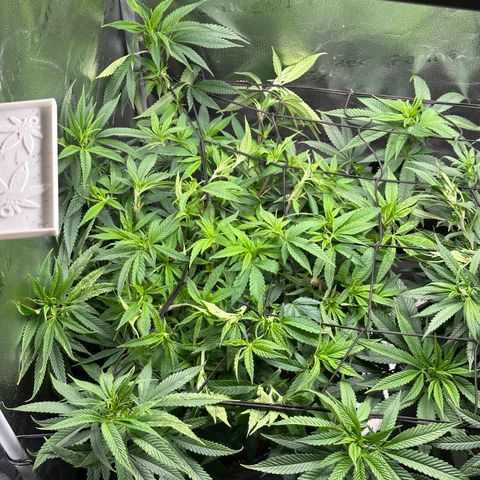 Pineapple Express 🍍 growlog timeline photo