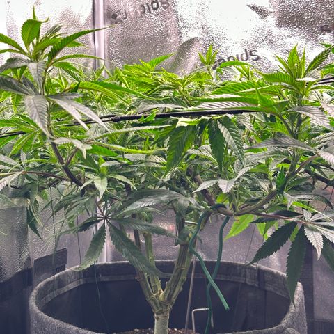 Pineapple Express 🍍 growlog timeline photo