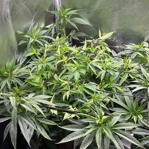 Pineapple Express 🍍 growlog timeline photo