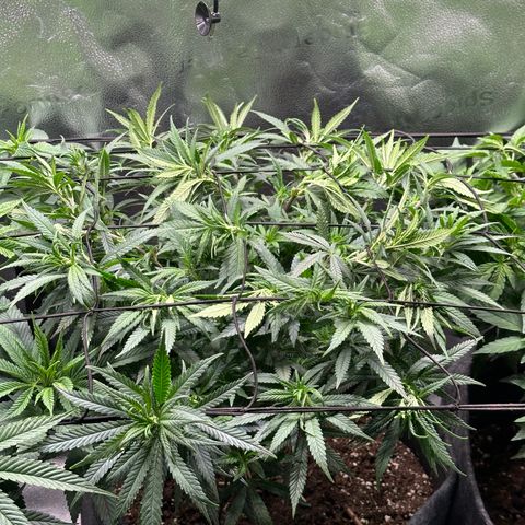 Lemon Cherry Gelato 🍋🍒 growlog timeline photo