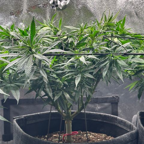 Lemon Cherry Gelato 🍋🍒 growlog timeline photo