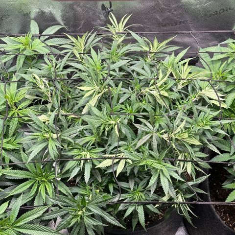 Lemon Cherry Gelato 🍋🍒 growlog timeline photo