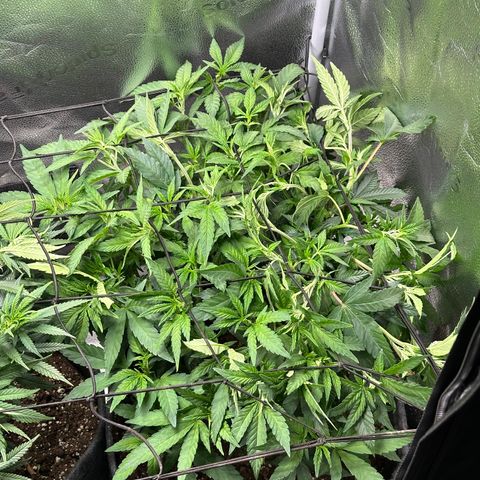 Watermelon Zkittlez 🍉🍭 growlog timeline photo