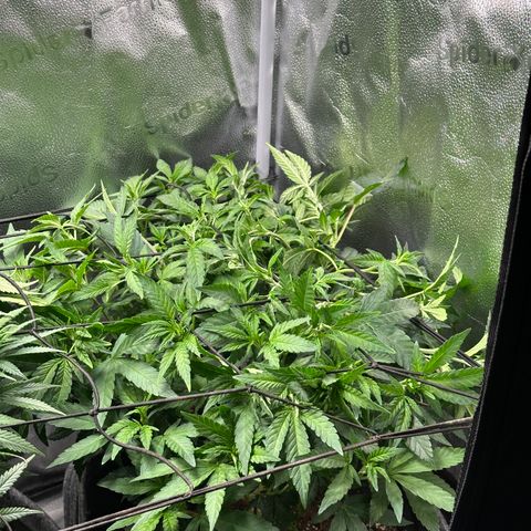 Watermelon Zkittlez 🍉🍭 growlog timeline photo