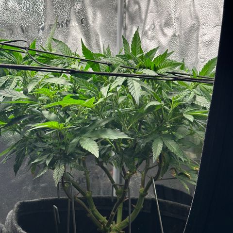 Watermelon Zkittlez 🍉🍭 growlog timeline photo
