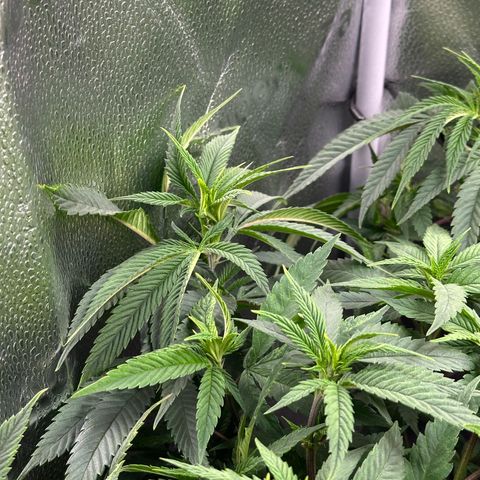 Pineapple Express 🍍 growlog timeline photo
