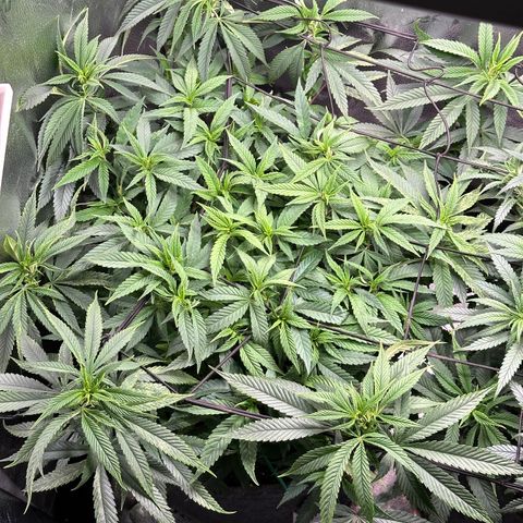 Pineapple Express 🍍 growlog timeline photo