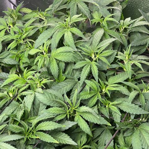 Watermelon Zkittlez 🍉🍭 growlog timeline photo