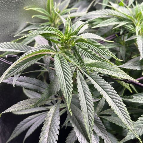 Pineapple Express 🍍 growlog timeline photo