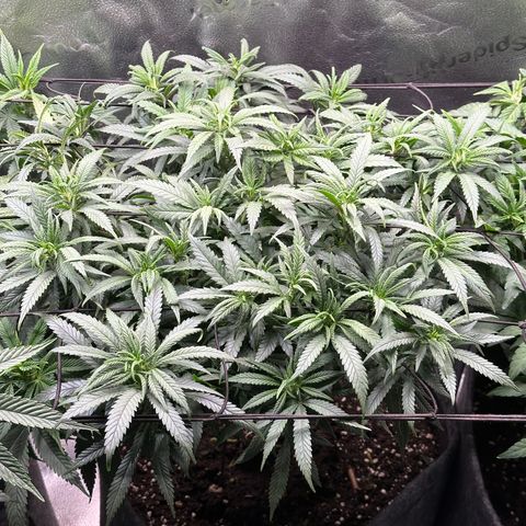Lemon Cherry Gelato 🍋🍒 growlog timeline photo