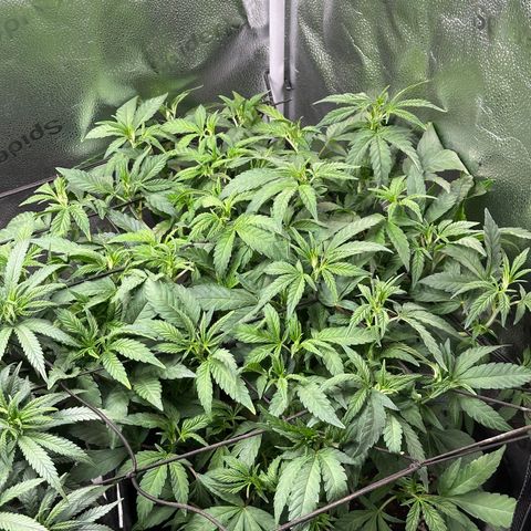 Watermelon Zkittlez 🍉🍭 growlog timeline photo